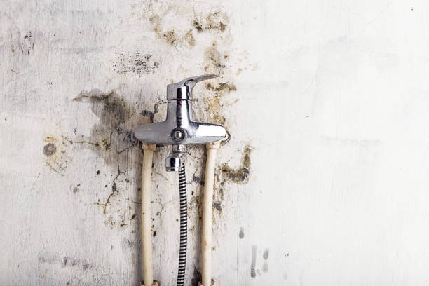 Best Bathroom Mold Remediation in Sturgeon Bay, WI