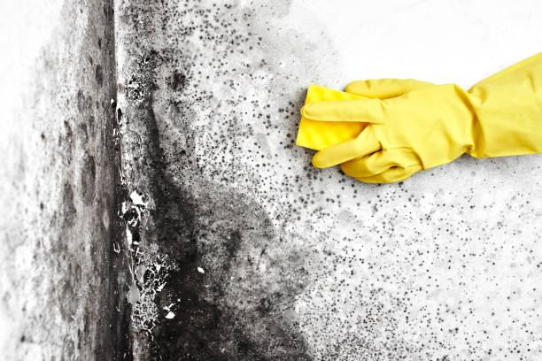 Best Localized Mold Remediation (e.g., coastal areas, humid climates) in Sturgeon Bay, WI