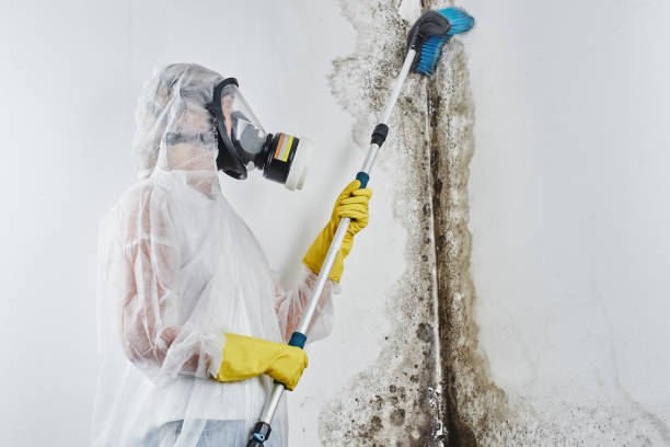 Best Black Mold Remediation in Sturgeon Bay, WI