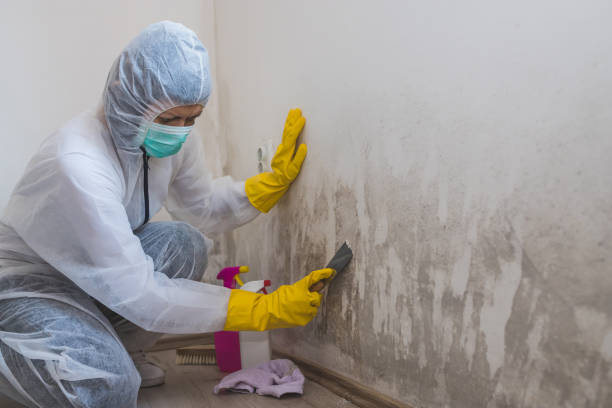 Best Industrial Mold Remediation in Sturgeon Bay, WI