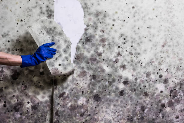 Best Attic Mold Remediation in Sturgeon Bay, WI
