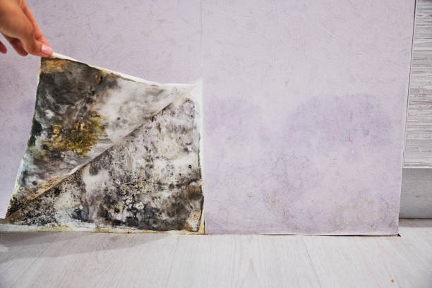 Best DIY Mold Remediation Support Services in Sturgeon Bay, WI